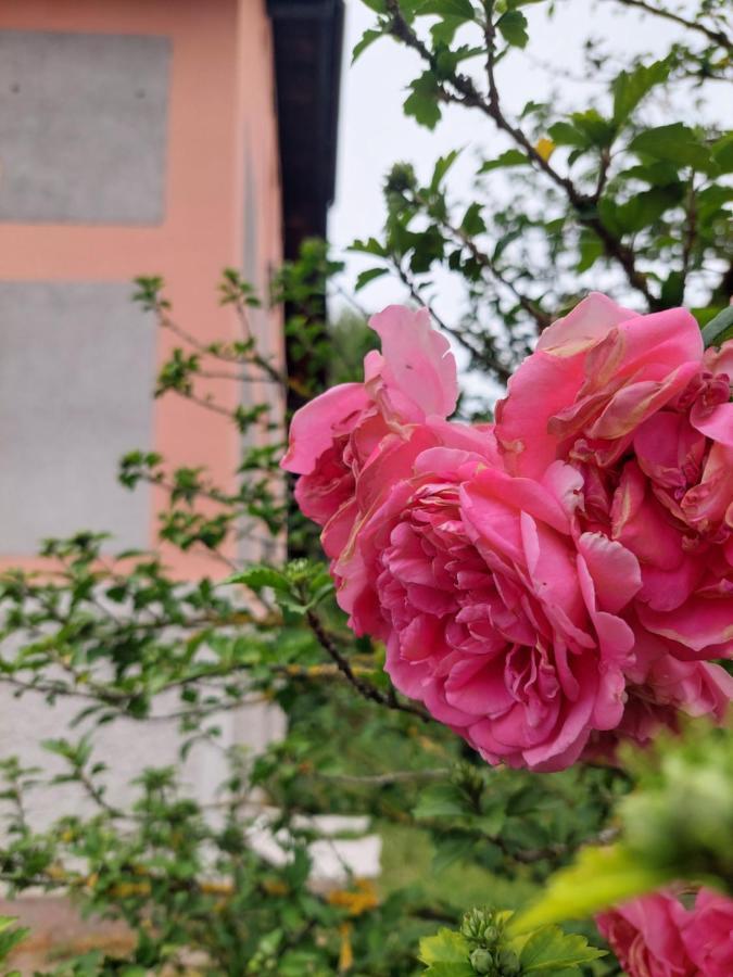 Отель R24, Rose House Любляна Экстерьер фото